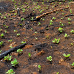 ac2504-cu-bruja-464-1