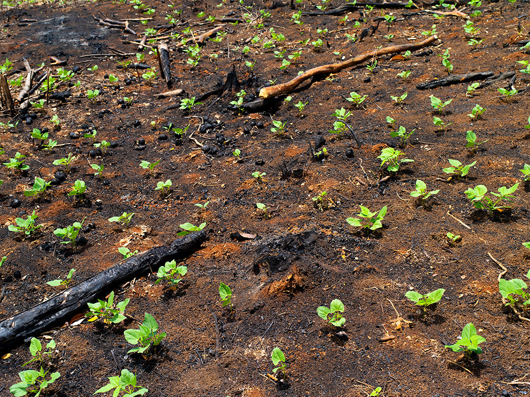 ac2504-cu-bruja-464-1