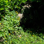 ac2412-cu-bruja-436-1