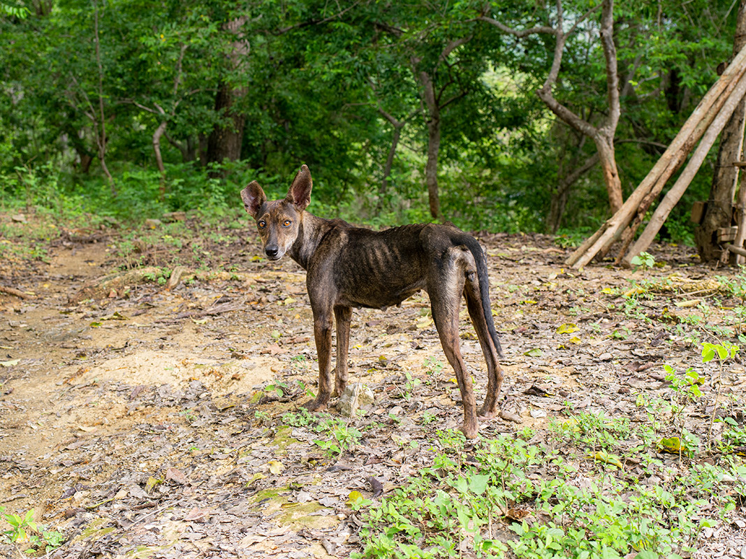 ac2510-cu-bruja-2403-1HR