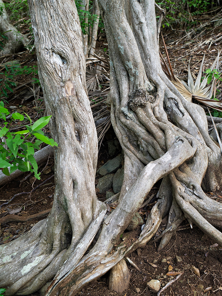 ac2510-cu-bruja-2888-1